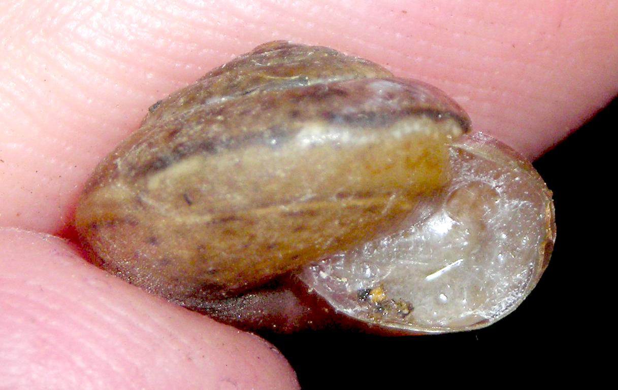 Chiocciole